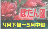 �ڂ���